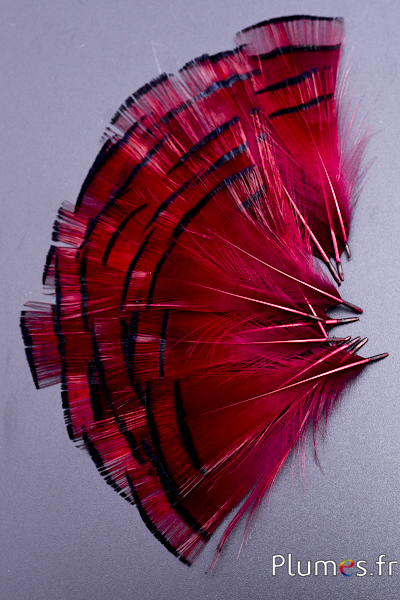 Faisan doré - 4-6 cm - orange doré-bordeaux
